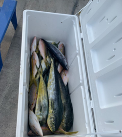 Mahi Mahi Angling Delights in Florida